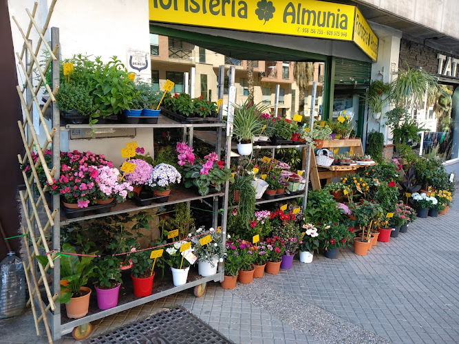 Floristería Almunia-empresa-de-granada